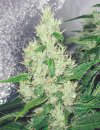 Medical Seeds Y Griega (Феминизированные)