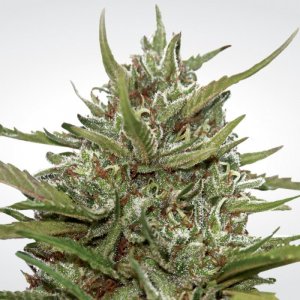 Семена Paradise Seeds Auto Whiteberry (Автоцветущие феминизированные)