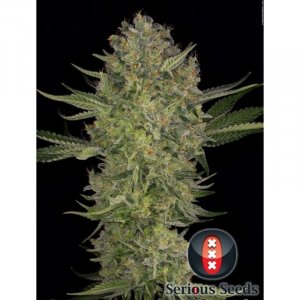 Семена Serious Seeds Serious Kush (Феминизированные)