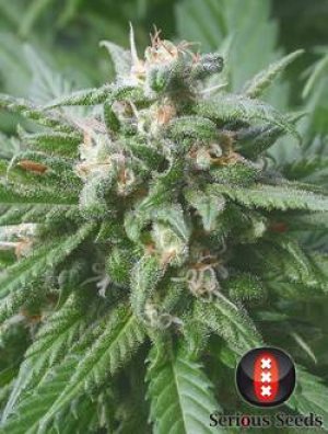 Семена Serious Seeds Biddy Early (Феминизированные)