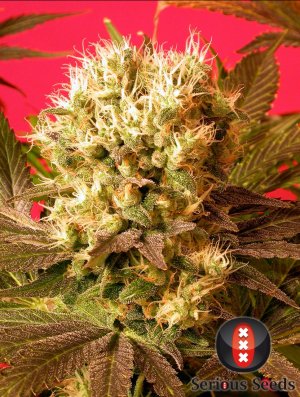 Семена Serious Seeds Motavation (Феминизированные)