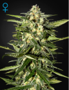 Jack Herer Auto (Автоцветущие феминизированные)