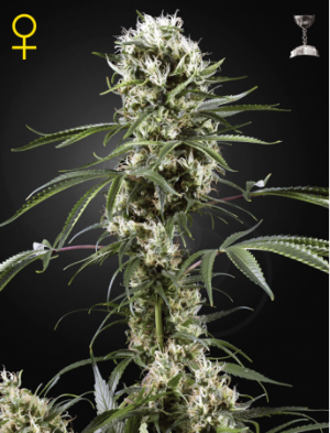 Семена Green House Seed Co. Super Lemon Haze (Феминизированные)
