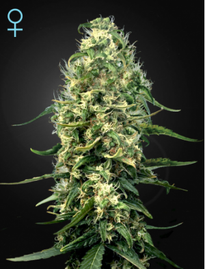 Семена Green House Seed Co. Super Silver Haze CBD (Феминизированные)