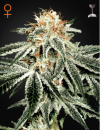 Green House Seed Co. White Widow (Феминизированные)