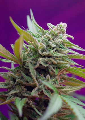 Семена Sweet Seeds Black Jack Auto ® (Автоцветущие феминизированные)