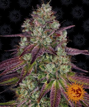 Семена Barney's Farm Seeds Mimosa EVO (Феминизированные)