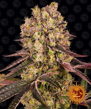 Семена Barney's Farm Seeds Runtz Muffin (Феминизированные)