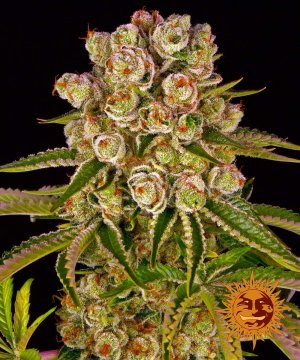Семена Barney's Farm Seeds Kush Mintz (Феминизированные)