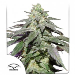 Семена Dutch Passion Seeds Auto Skywalker Haze (Автоцветущие феминизированные)