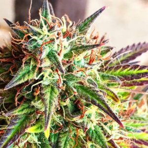 Семена Nirvana Seeds Girl Scout Cookies (Автоцветущие феминизированные)