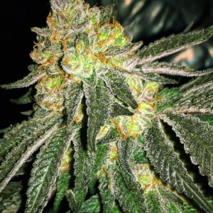 Семена Nirvana Seeds Grease Monkey (Феминизированные)