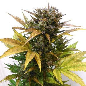 Семена Flash Seeds Cobra (Автоцветущие феминизированные)