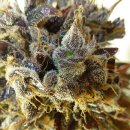 Flash Seeds Purple Mazar (Автоцветущие обычные)