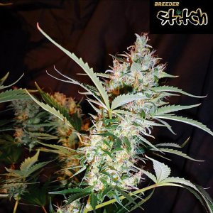 Семена Flash Seeds Russian Haze (Автоцветущие обычные)
