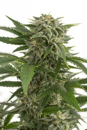 Семена Dinafem Seeds Bubba Kush (Автоцветущие феминизированные)